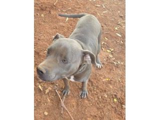 Pitbull terrier femmina 2anni INNAMORATEVI DI LEI!! SICILIA