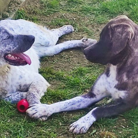 CUCCIOLI IN ADOZIONE