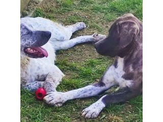 CUCCIOLI IN ADOZIONE