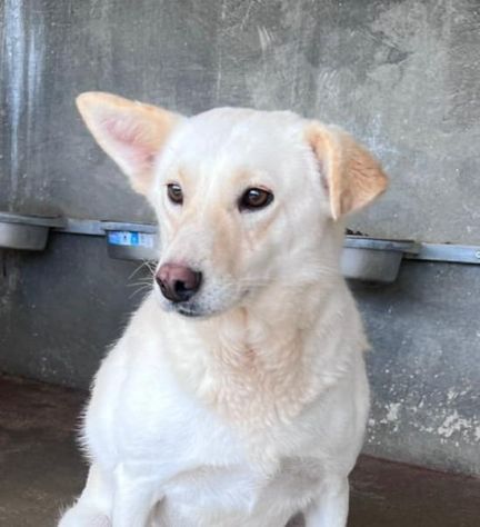 BLANGE CAGNOLINA IN ADOZIONE