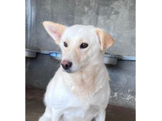BLANGE CAGNOLINA IN ADOZIONE