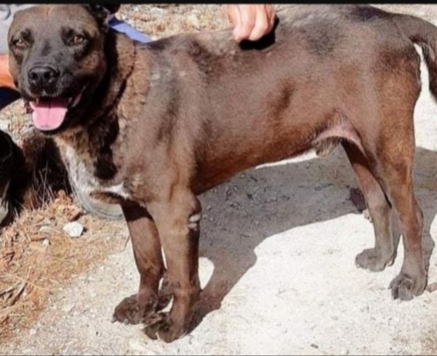 Ruben 6anni manto nocciola,molto triste,cresce in box PUGLIA - Foto 2