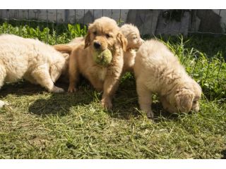 GOLDEN RETRIEVER CUCCIOLI