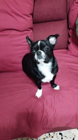 Chihuahua in regalo