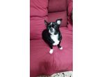 Chihuahua in regalo