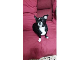 Chihuahua in regalo