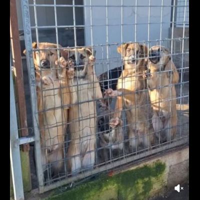 CUCCIOLI IN ADOZIONE - Foto 7