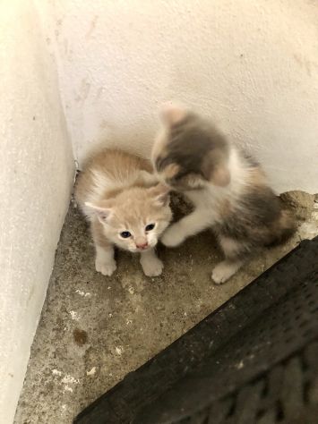 3 splendide gattine di solo 2 mesi - Foto 6