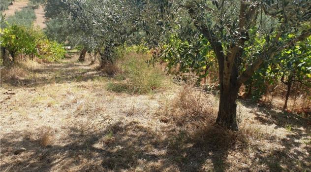 Agricolo in Località San Pietro - Foto 4