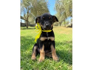 Regalo cucciolo incrocio pinscher