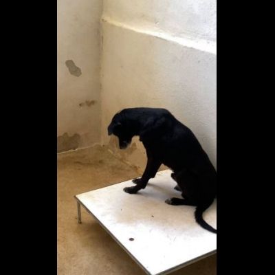 MOZART DOLCEZZA E AVVILIMENTO CANE IN ADOZIONE TG MEDIO CONTENUTA - Foto 3
