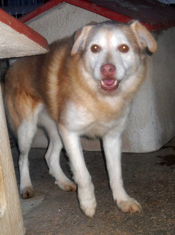 BUCK, mix husky taglia medio piccola - Foto 3