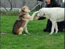 CALLAS DELIZIOSA CAGNOLINA IN ADOZIONE - Foto 7