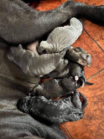 Cuccioli di cane corso - Foto 2