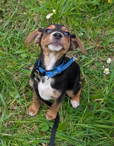 Albert, cucciolo meraviglia - Foto 6