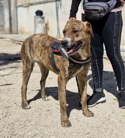 Shenny , cucciola rimasta da sola in canile senza le sue sorelle - Foto 3