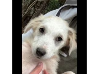 SALLY DELIZIOSA CUCCIOLA IN ADOZIONE