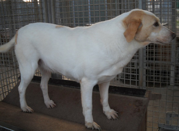 AGATA, cagnolina ideale per una famiglia - Foto 2