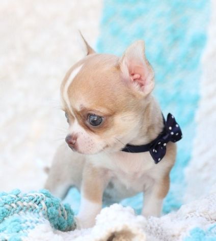 DISPONIBILI CUCCIOLI DI CHIHUAHUA - Foto 2