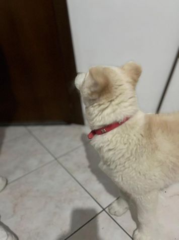 Regalo meravigliosi cuccioli incrocio husky - Foto 4