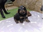 Cuccioli di maltipoo