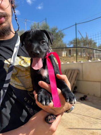 CARAMELLO, LEONE, BALOO, GINEVRA E MARTINA,80 GIORNI: CERCANO CASA! - Foto 2