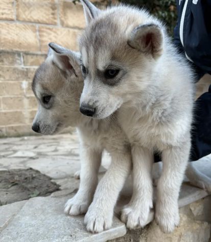 Cuccioli maschietti di Siberian Husky - Foto 2