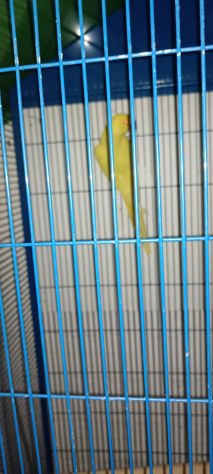 coppia parrocchetto dal collare