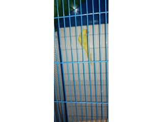 coppia parrocchetto dal collare