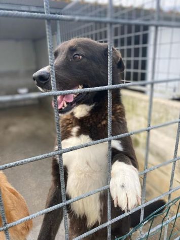 FAMMI USCIRE DA QUESTO BOX CANE IN ADOZIONE - Foto 5