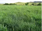 terreno a erba spontanea
