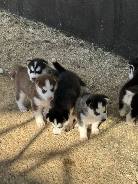 Cuccioli di husky - Foto 3