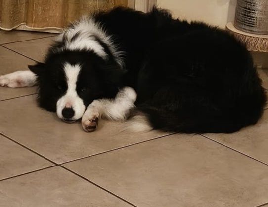 Border Collie 10anni ex fattrice BERGAMO - Foto 2