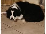 Border Collie 9anni ex fattrice  BERGAMO