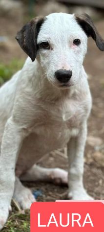 Cucciole in adozione - Foto 6