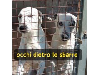 MACCHIA 11 ANNI E ZORRO 10 ANNI