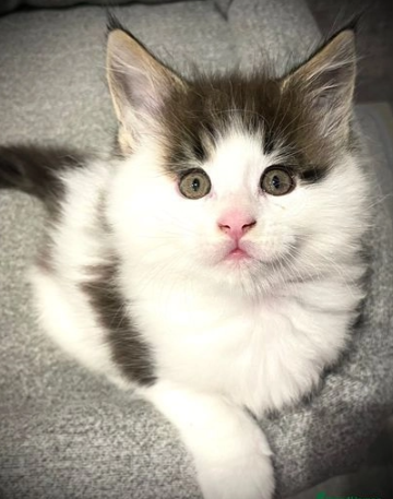 Splendida cucciolata di Maine Coon