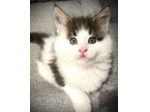 Splendida cucciolata di Maine Coon
