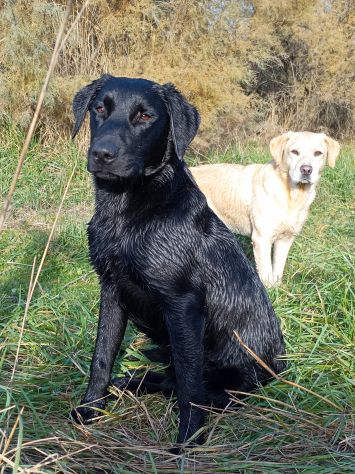 Labrador maschio NERO per accoppiamento