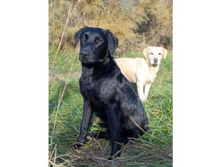Labrador maschio NERO per accoppiamento