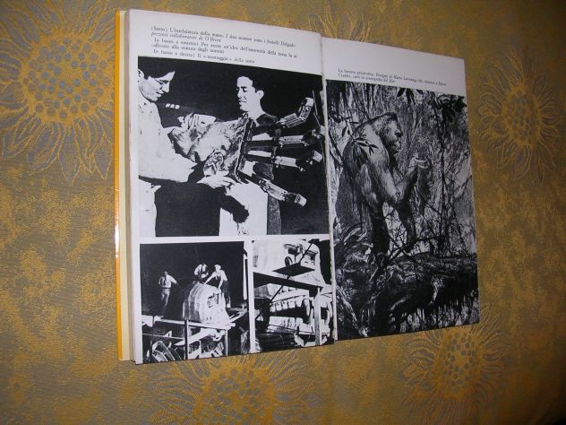 KING KONG - Foto 7