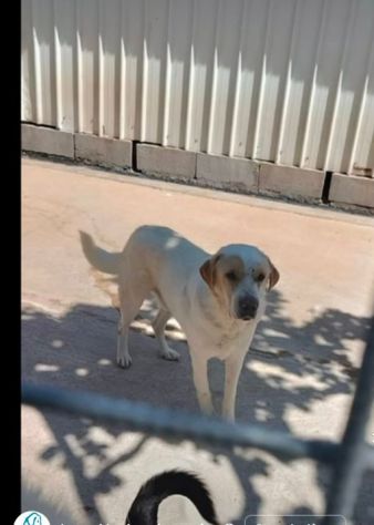 OSVALDO MIX LABRADOR CANE IN ADOZIONE - Foto 6