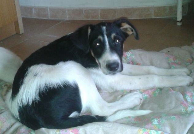 AL E JACK, stupendi cuccioli mix golden - Foto 4