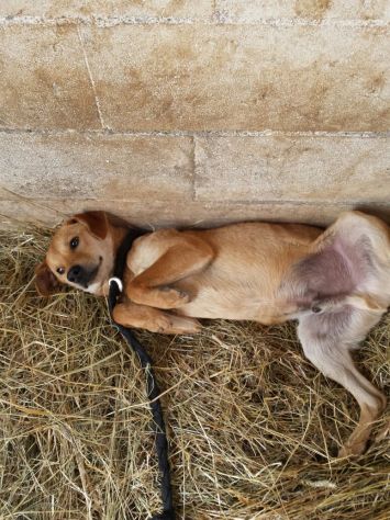 LILLO, frizzante cagnolino - Foto 2