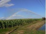 Azienda Agricola - Grosseto