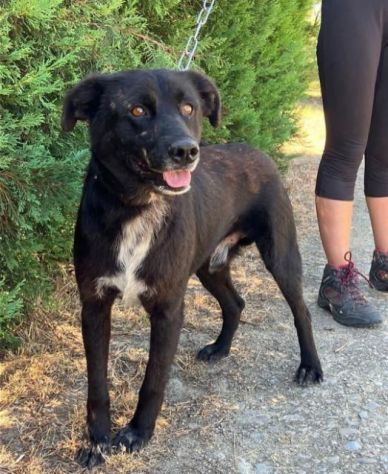 HUGO 15 chili di dolcezza e amorevolezza cagnolino in adozione