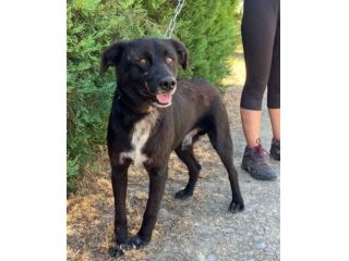 HUGO 15 chili di dolcezza e amorevolezza cagnolino in adozione