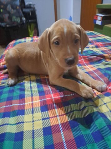 Monet cucciolo - Foto 2