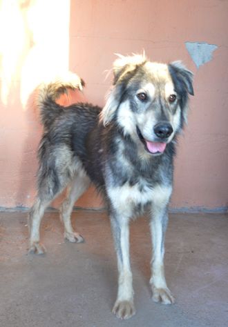 Seth bellissimo cucciolone in canile. In adozione - Foto 3