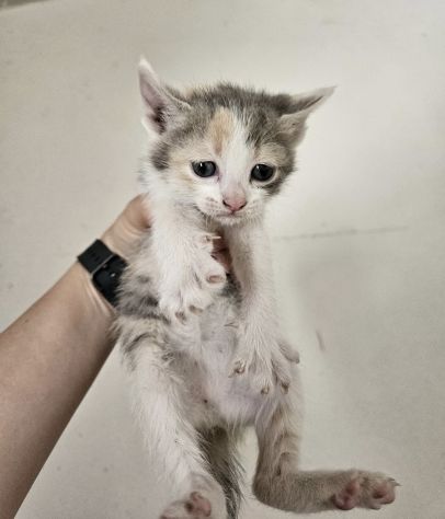 3 splendide gattine di solo 2 mesi